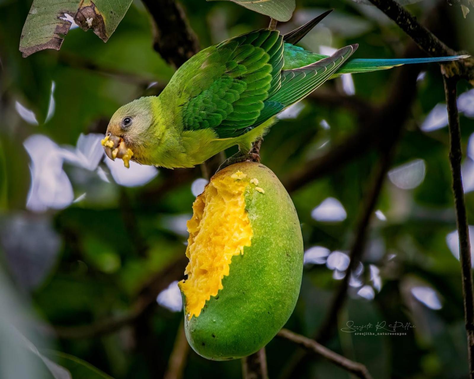 Nature Tones By Brdge Hospitality Maraiyur Екстер'єр фото